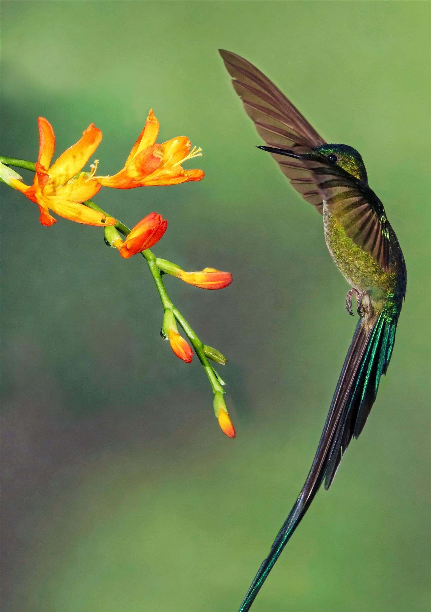 Colibrí alimentándose de una flor