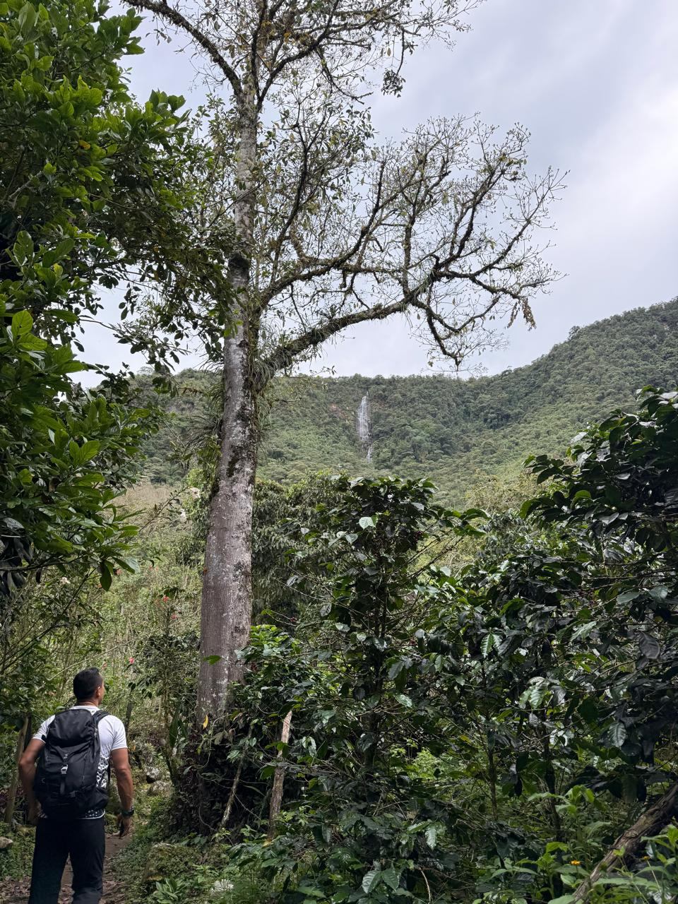 Caminante entre cafetales y bosque
